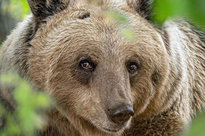 B&auml;renwald M?ritz